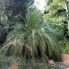Macrozamia Moorei - Cycas De Moore