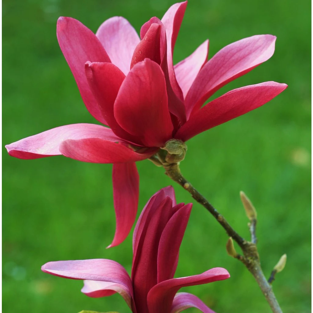 Magnolia Burgundy Star Magnolia Burgundy Star -Graines Fleurs Boutique Magnolia Burgundy Star 84156 1