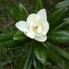 Magnolia Grandiflora Ferruginea - Laurier-tulipier
