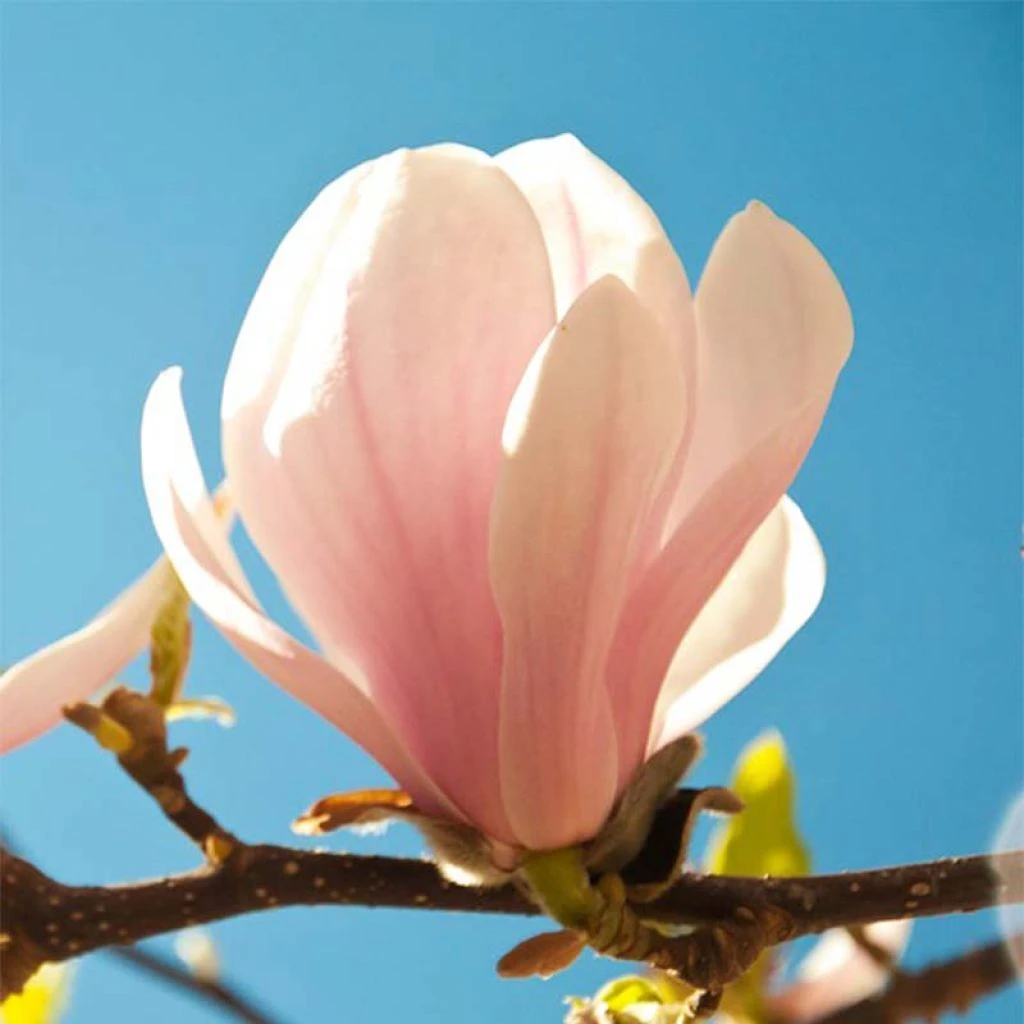 Magnolia sprengeri Pink Beauty Magnolia Sprengeri Pink Beauty -Graines Fleurs Boutique Magnolia sprengeri Pink Beauty 84168 1