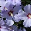 Hibiscus Syriacus Azurii - Althéa