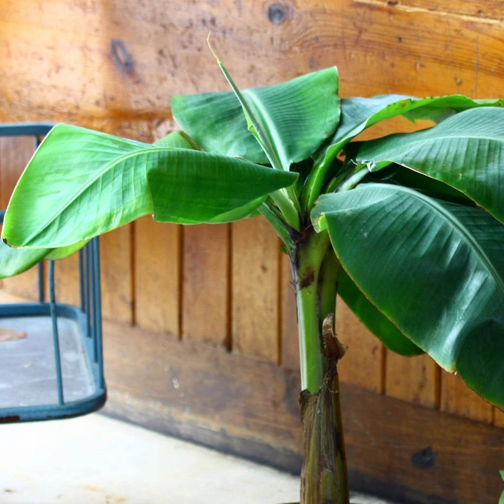 Musa basjoo Tchetchenia - Bananier du Japon Musa Basjoo Tchetchenia - Bananier Du Japon -Graines Fleurs Boutique Musa japonica Tchetchenia copyright 15117 1