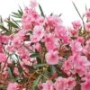 Laurier Rose - Nerium Oleander