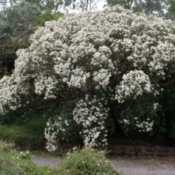 Olearia Macrodonta Major - Houx De Nouvelle-Zélande
