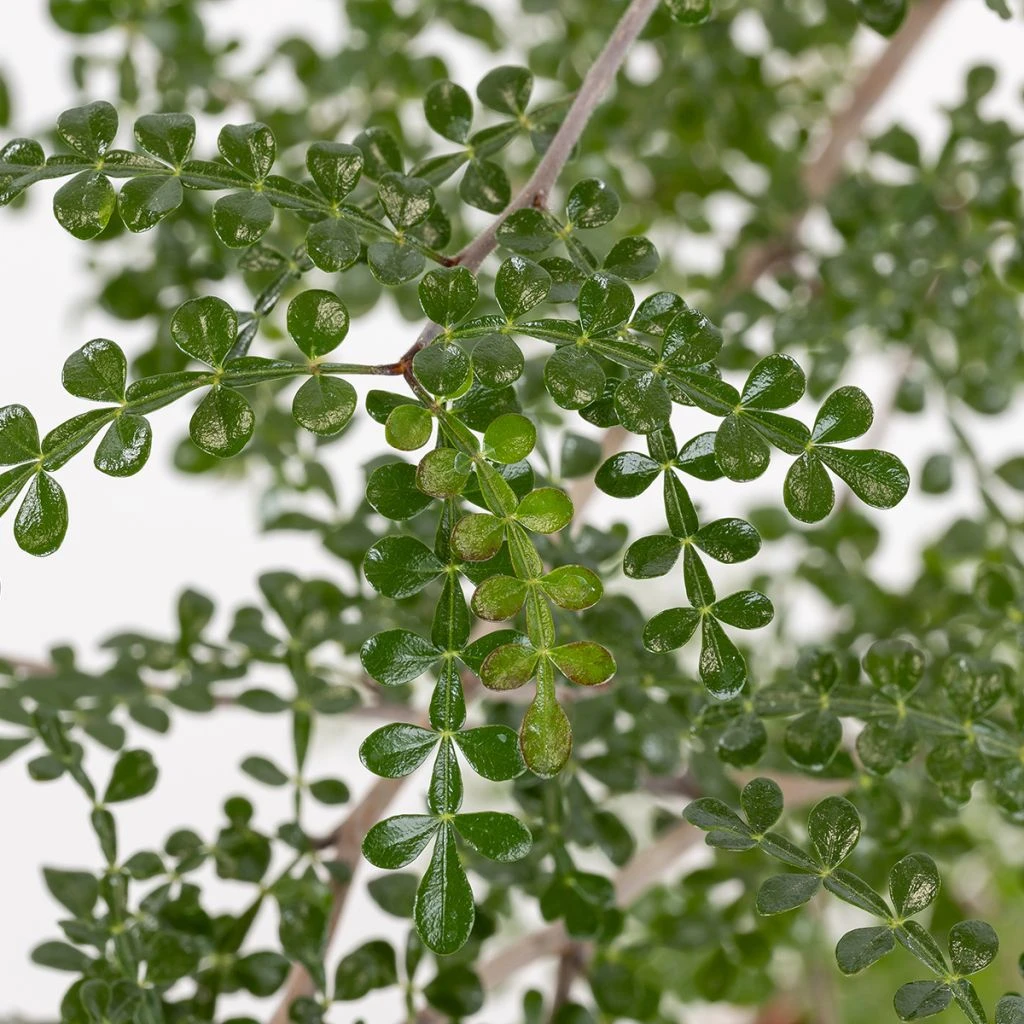 Operculicarya decaryi - Faux-poivrier du Japon Operculicarya Decaryi - Faux-poivrier Du Japon -Graines Fleurs Boutique Operculicarya decaryi Faux poivrier du Japon copyright 184610 1