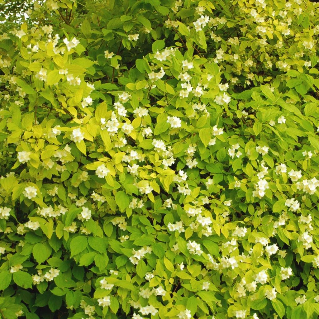 Seringat des jardins - Philadelphus coronarius Aureus Seringat Des Jardins - Philadelphus Coronarius Aureus -Graines Fleurs Boutique PHILADELPHUS AUREUS 781844 1