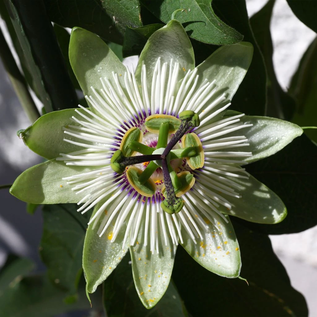 Passiflore - Passiflora White Lightening Passiflore - Passiflora White Lightening -Graines Fleurs Boutique Passiflore Passiflora White Lightening copyright 1009201 1
