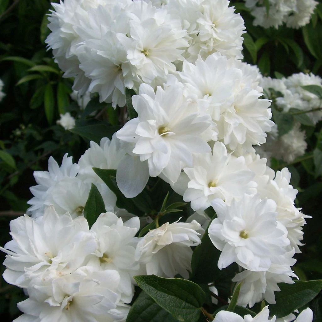 Seringat - Philadelphus Frosty Morn Seringat - Philadelphus Frosty Morn -Graines Fleurs Boutique Philadelphus Frosty Morn 84189 1