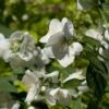 Seringat Des Jardins - Philadelphus Innocence