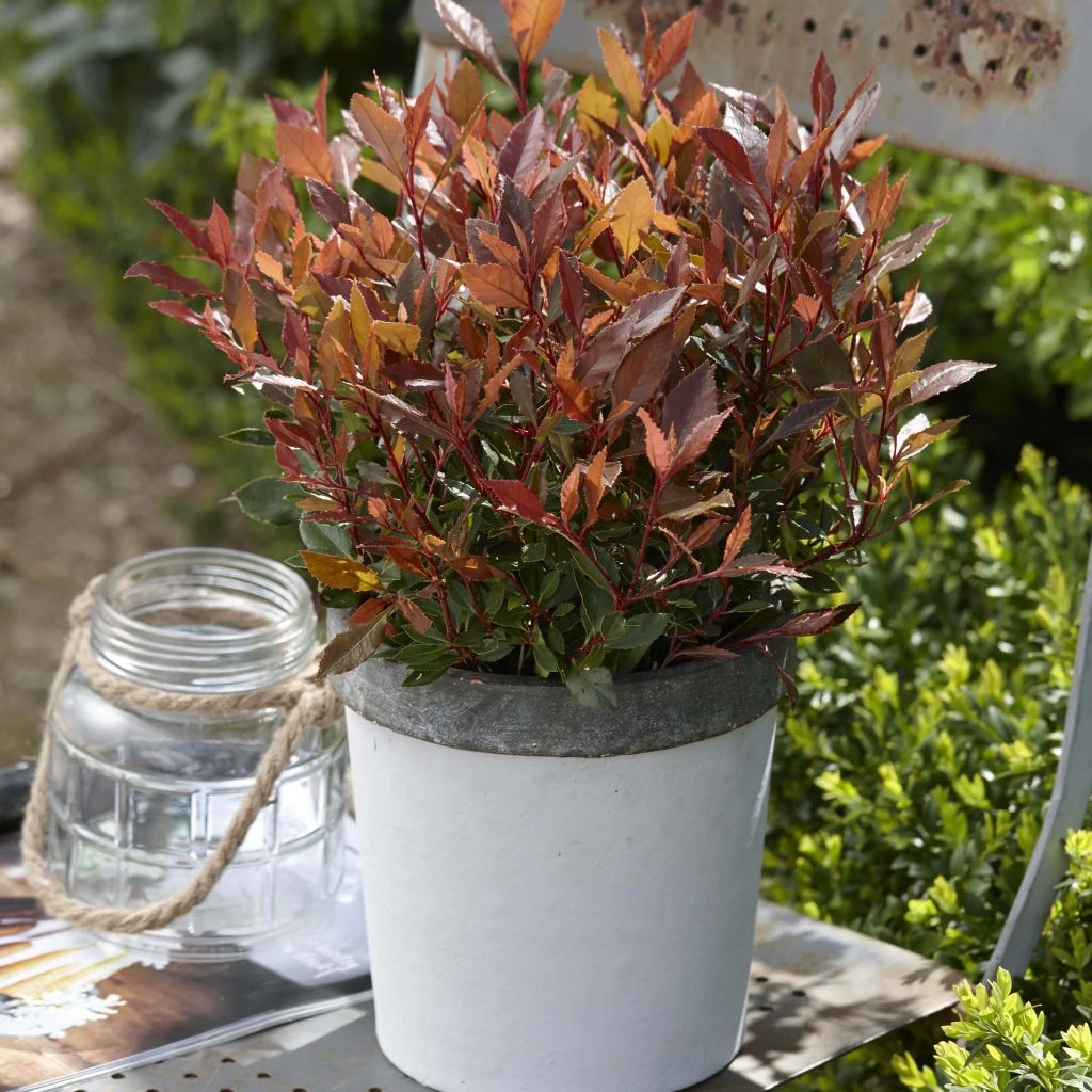 Photinia fraseri Chico Photinia Fraseri Chico -Graines Fleurs Boutique Photinia fraseri Chico 85646 1