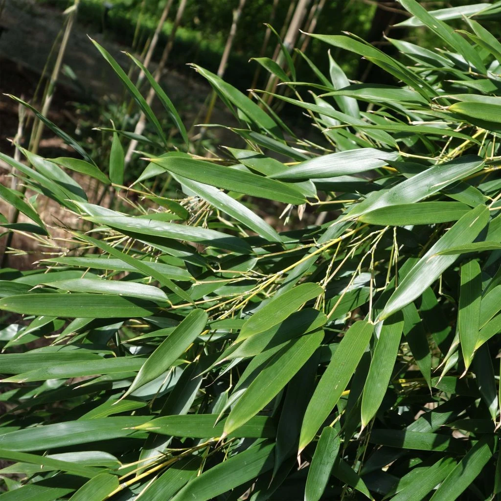 Phyllostachys aureosulcata - Bambou moyen Phyllostachys Aureosulcata - Bambou Moyen -Graines Fleurs Boutique Phyllostachys aureosulcata Bambou moyen 84907 1