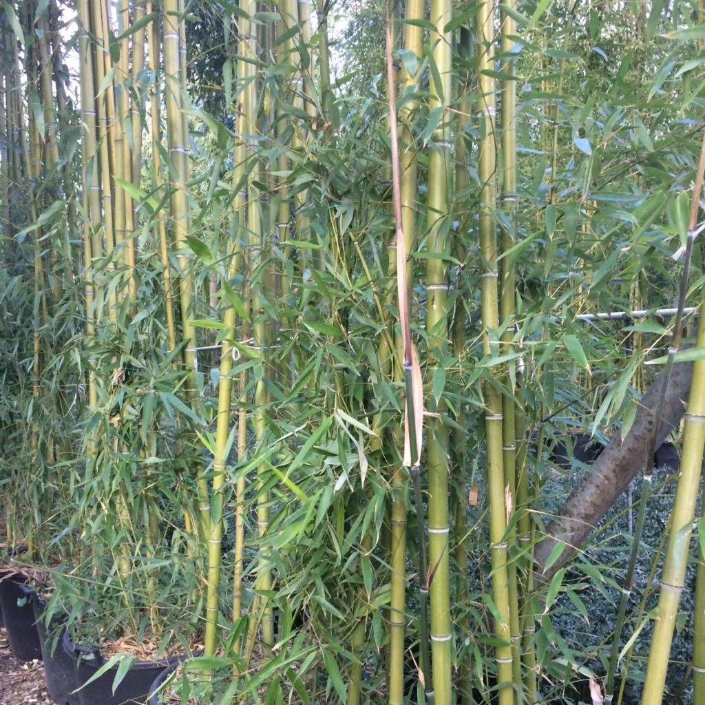 Phyllostachys viridiglaucescens - Bambou géant Phyllostachys Viridiglaucescens - Bambou Géant -Graines Fleurs Boutique Phyllostachys viridiglaucescens 84915 1