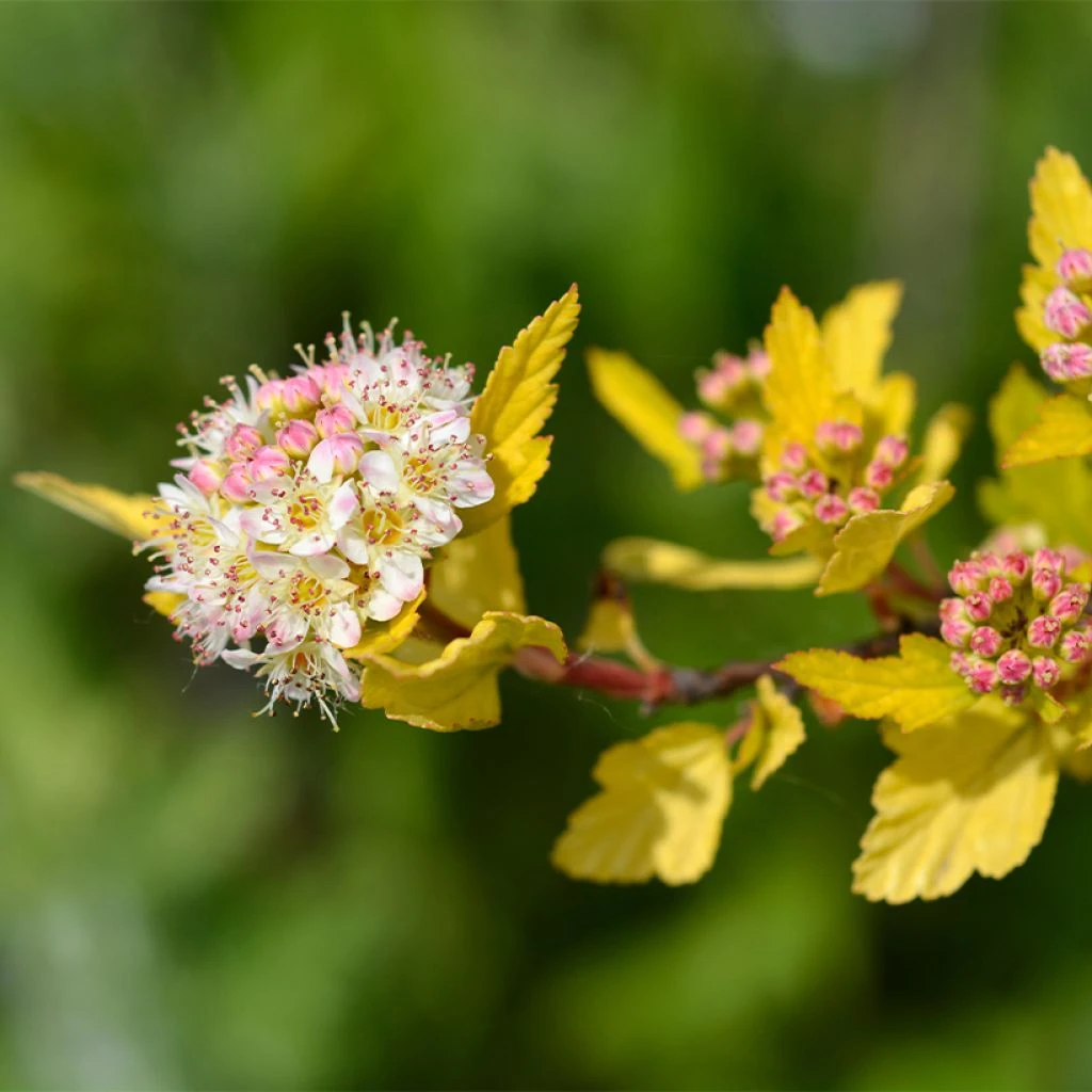 Physocarpus opulifolius Tiny Wine Gold Physocarpus Opulifolius Tiny Wine Gold -Graines Fleurs Boutique Physocarpus opulifolius Tiny Wine Gold copyright 1007661 1