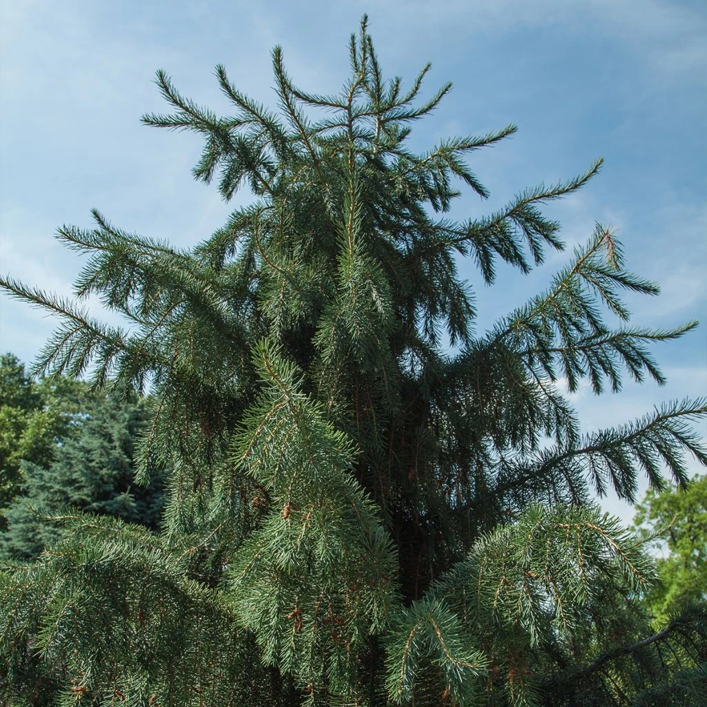 Picea breweriana - Epicéa de Brewer Picea Breweriana - Epicéa De Brewer -Graines Fleurs Boutique Picea breweriana copyright 19066 1