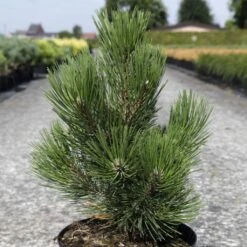 Pin De Bosnie - Pinus Heldreichii Malinkii
