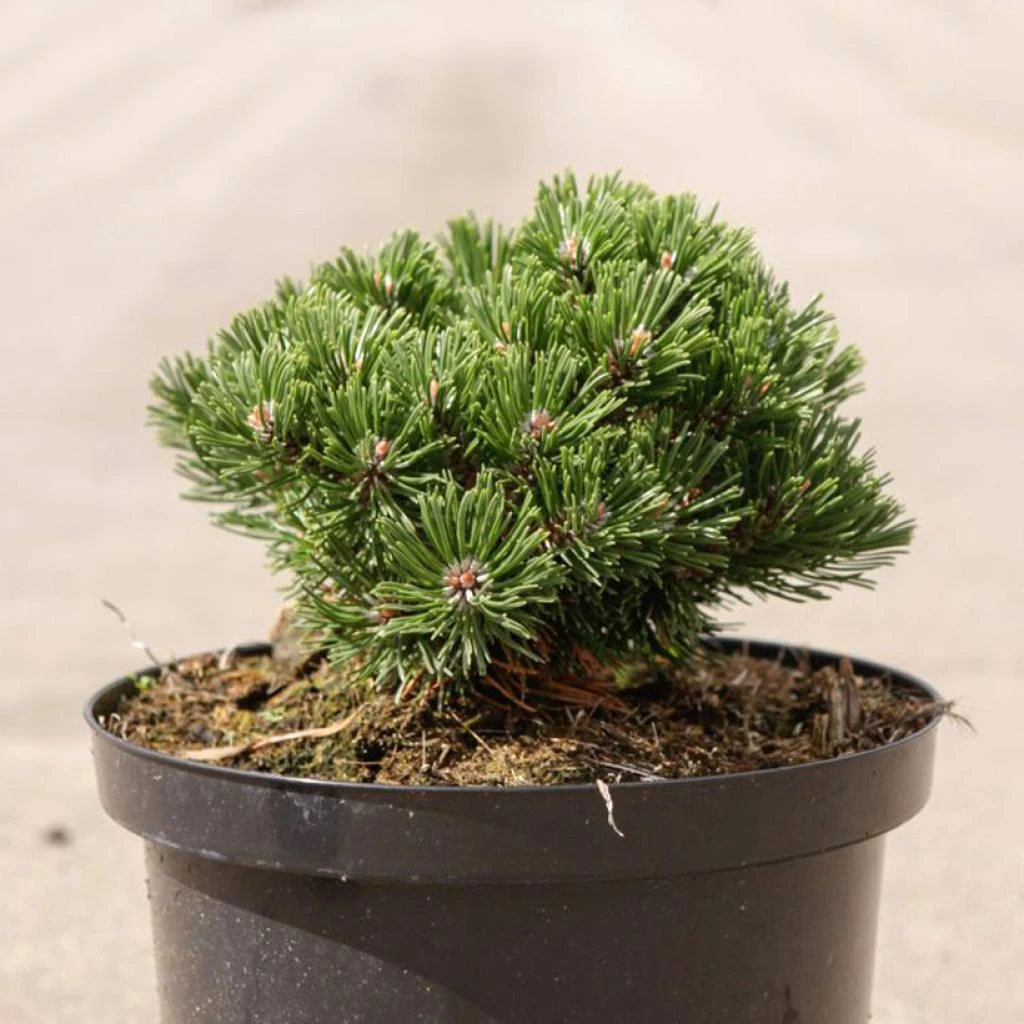 Pin de montagne - Pinus mugo Sherwood Compact Pin De Montagne - Pinus Mugo Sherwood Compact -Graines Fleurs Boutique Pin de montagne Pinus mugo Sherwood Compact IF 1007912 1