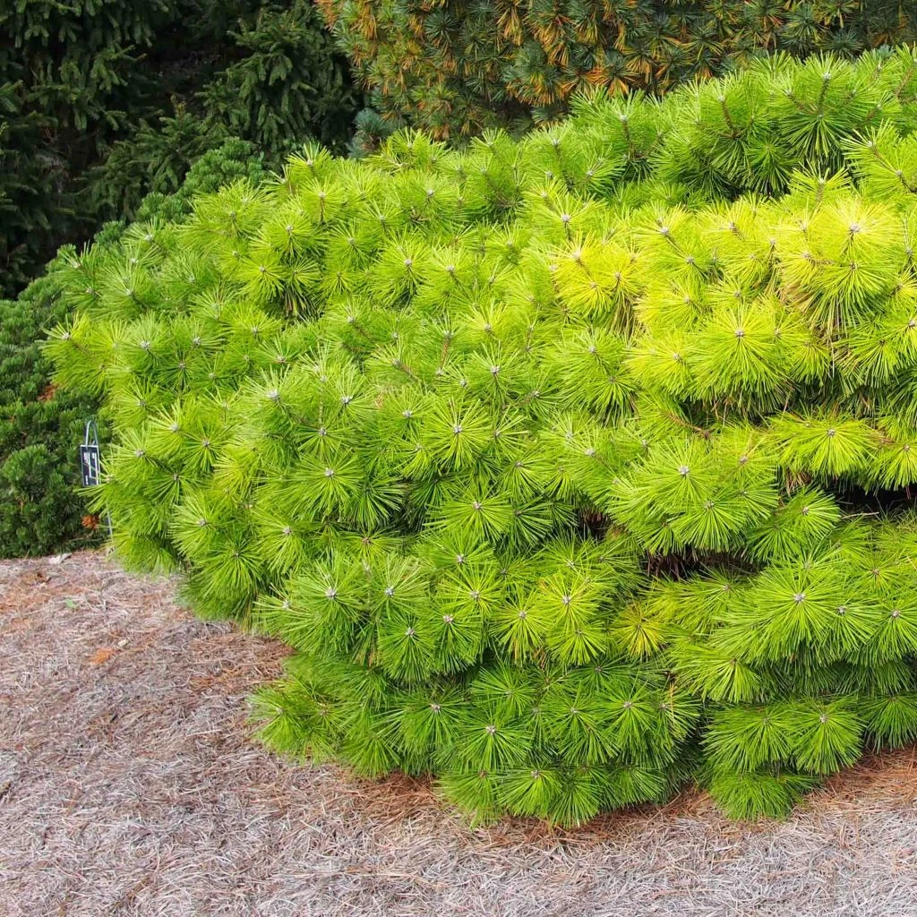 Pinus densiflora Jane Kluis - Pin rouge du Japon Pinus Densiflora Jane Kluis - Pin Rouge Du Japon -Graines Fleurs Boutique Pinus densiflora Jane Kluis 0723002 1