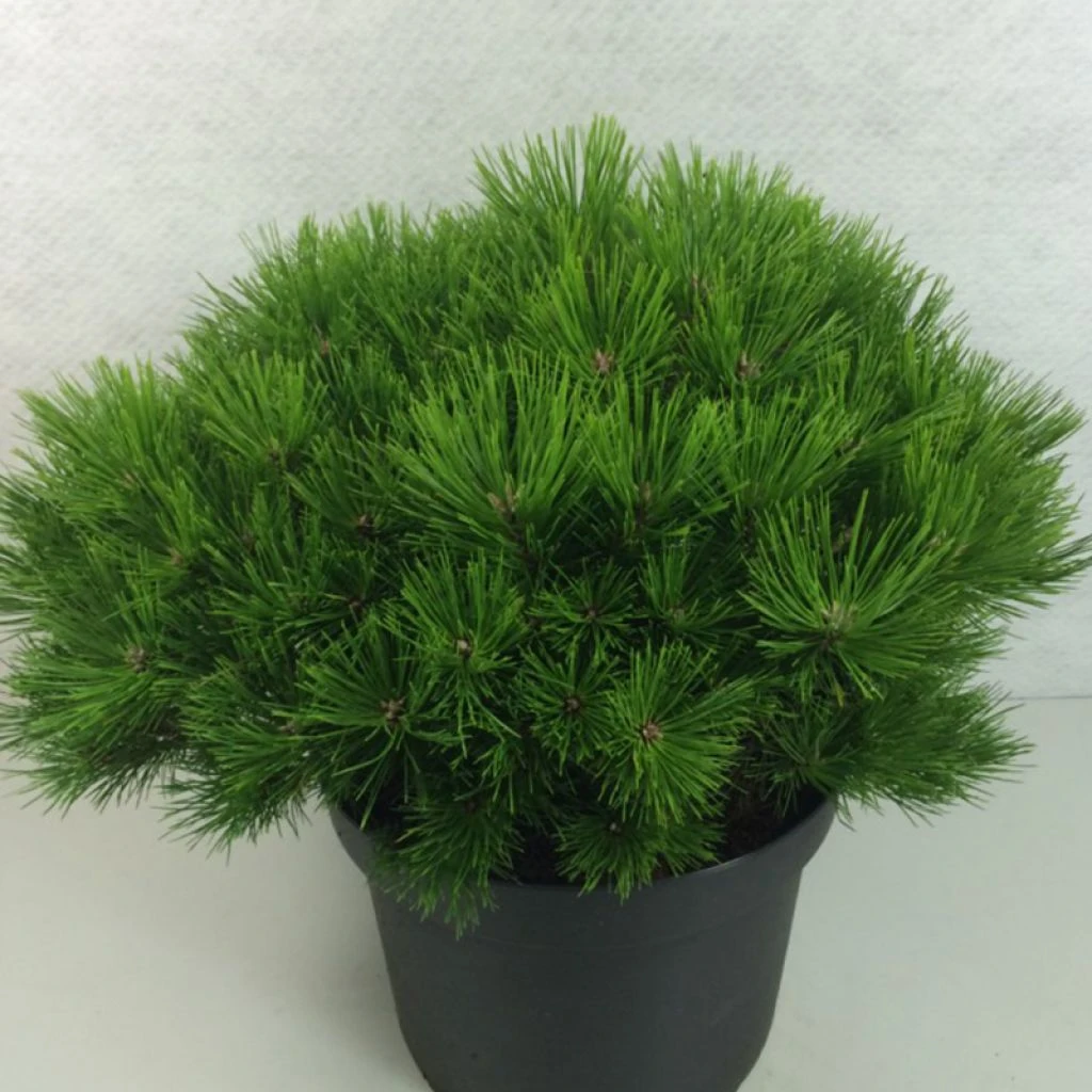 Pin rouge du Japon - Pinus densiflora Low Glow Pin Rouge Du Japon - Pinus Densiflora Low Glow -Graines Fleurs Boutique Pinus densiflora Low Glow 724002 1