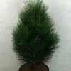 Pinus Nigra Green Tower - Pin Noir