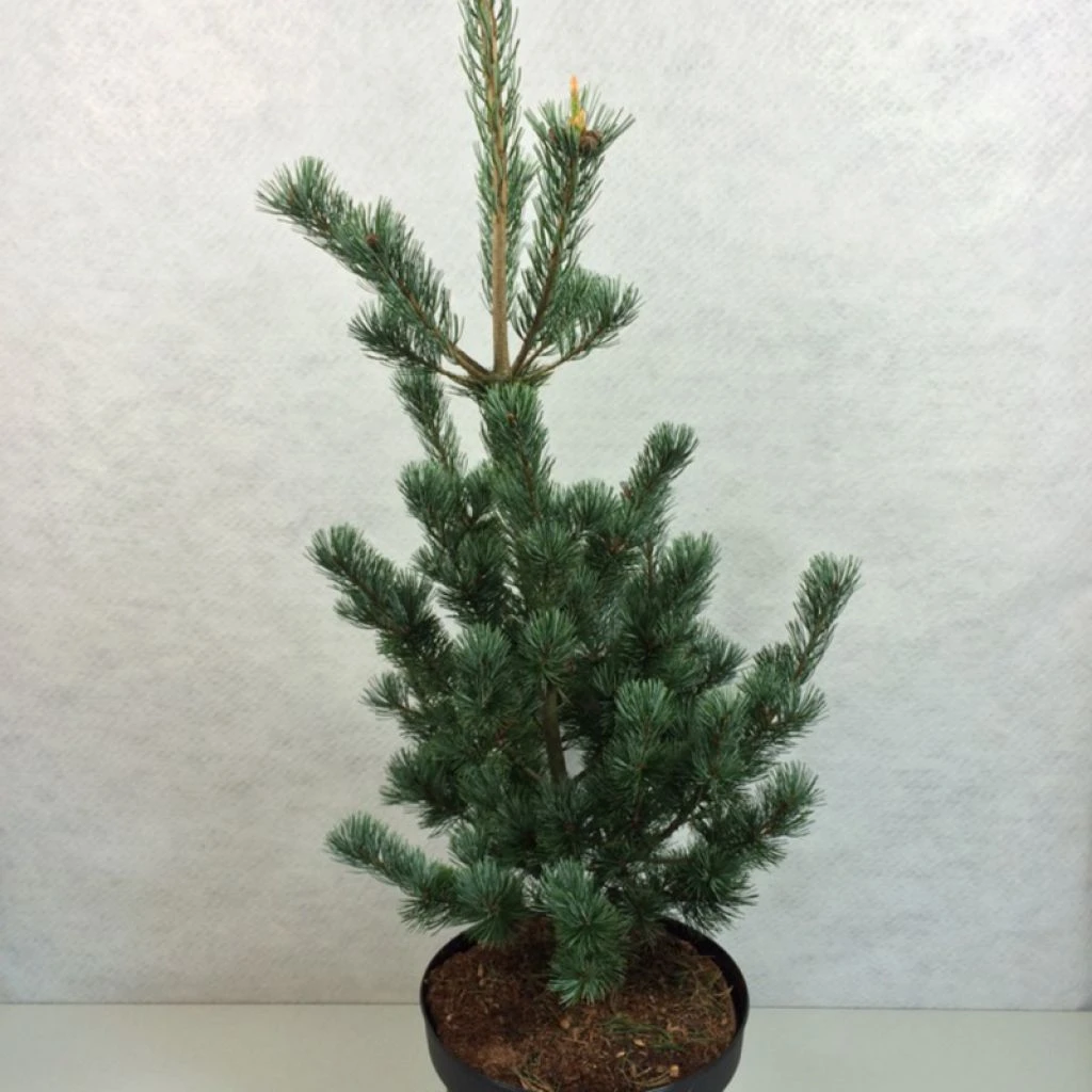 Pinus parviflora Azumi Goye - Pin blanc du Japon Pinus Parviflora Azumi Goye - Pin Blanc Du Japon -Graines Fleurs Boutique Pinus parviflora Azumi Goye 736002 1