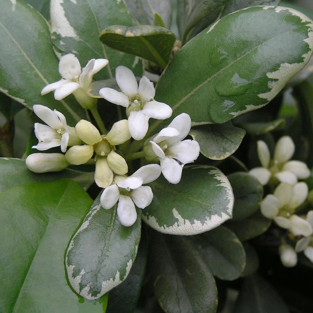 Pittosporum tobira Variegatum Pittosporum Tobira Variegatum -Graines Fleurs Boutique Pittosporum tobira Variegatum 8897011 1