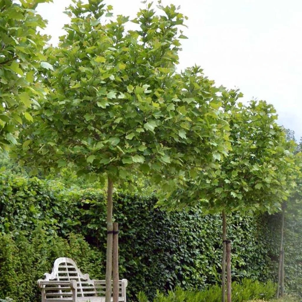 Platanus acerifolia Alphen's Globe - Platane boule Platanus Acerifolia Alphen's Globe - Platane Boule -Graines Fleurs Boutique Platanus acerifolia Alphen s Globe 87309 1