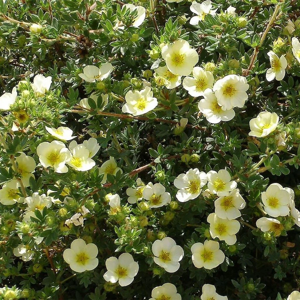 Potentille arbustive - Potentilla fruticosa Creamissima Potentille Arbustive - Potentilla Fruticosa Creamissima -Graines Fleurs Boutique Potentilla fruticosa Creamissima V 1008051 1