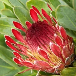 Protea Eximia - Protée à Feuilles Larges