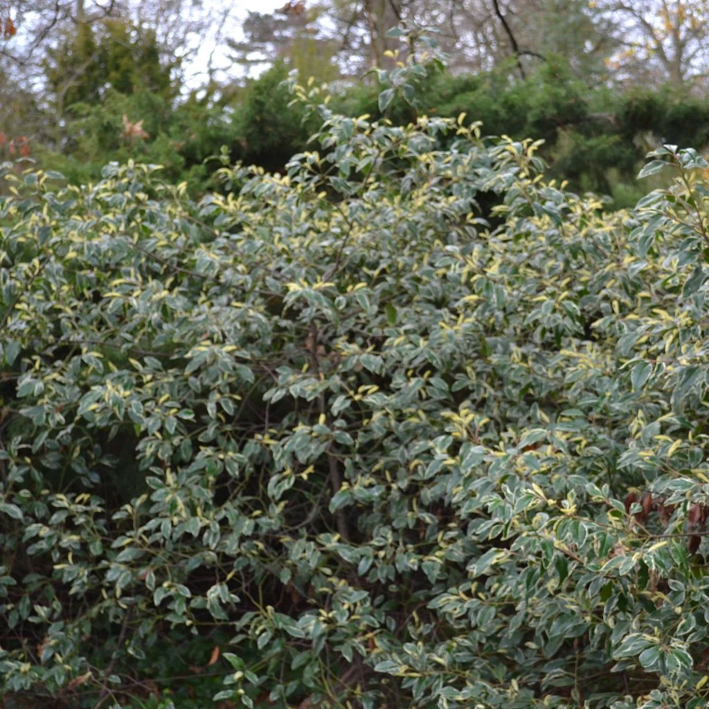 Laurier du Portugal panaché - Prunus lusitanica Variegata Laurier Du Portugal Panaché - Prunus Lusitanica Variegata -Graines Fleurs Boutique Prunus lusitanica Variegata 82222 1 1