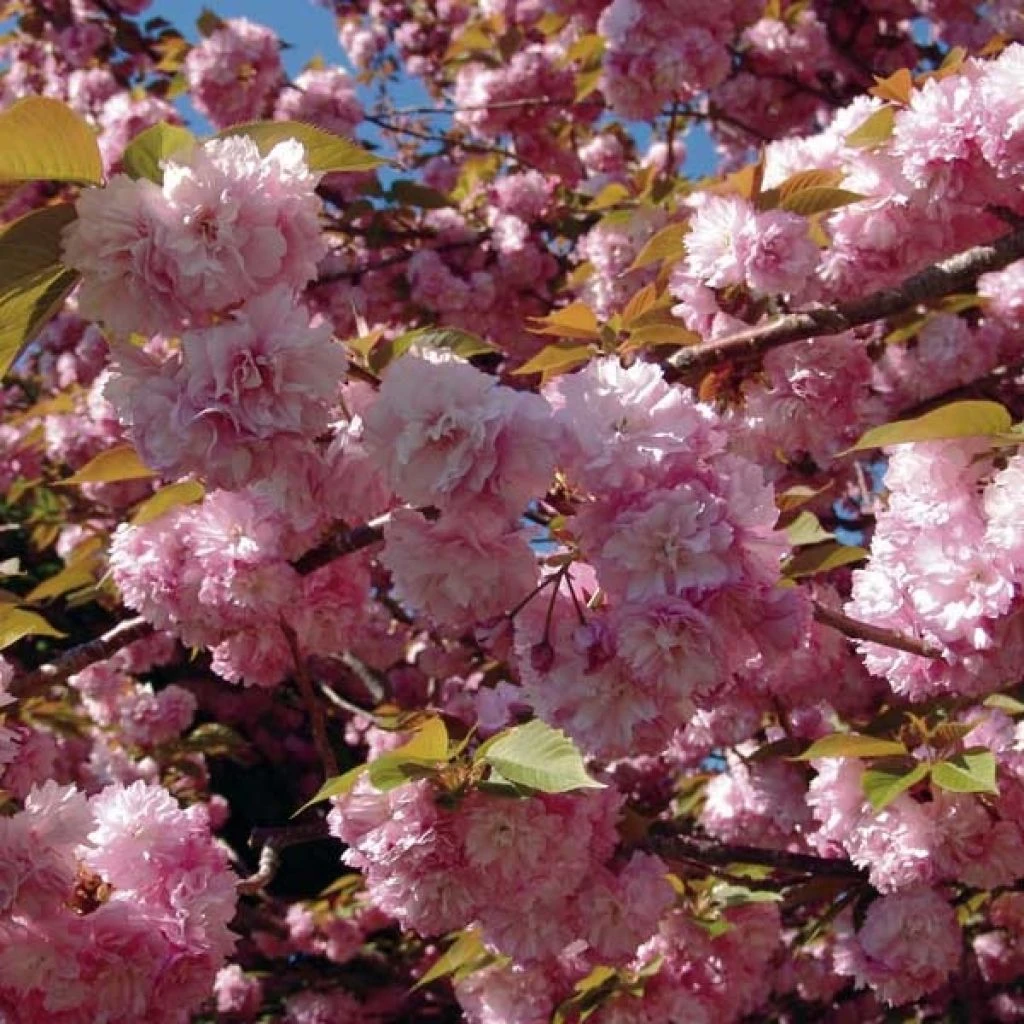 Cerisier à fleurs du Japon - Prunus serrulata Kanzan Cerisier à Fleurs Du Japon - Prunus Serrulata Kanzan -Graines Fleurs Boutique Prunus serrulata Kanzan ld Drew Avery 9567 1