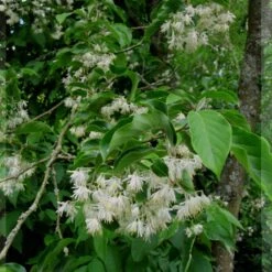 Pterostyrax Corymbosa
