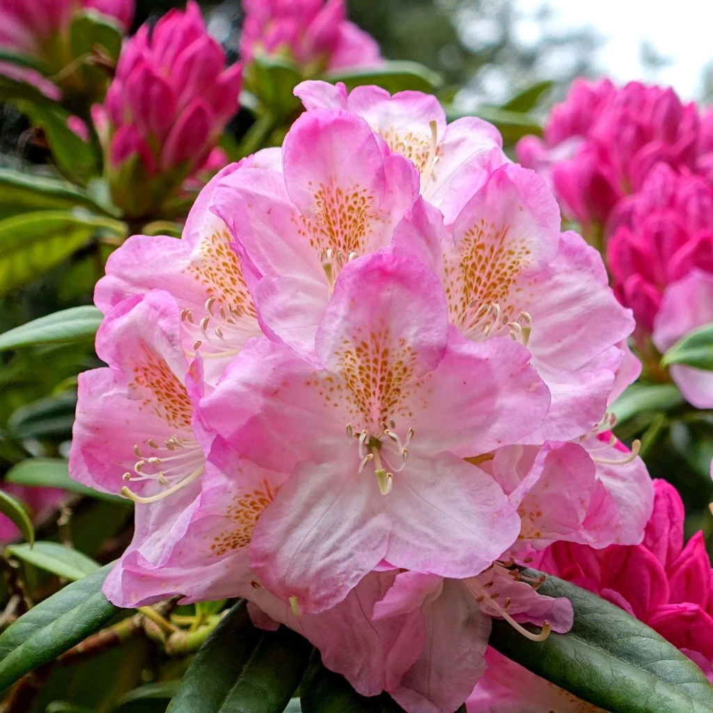 Rhododendron Inkarho Brigitte Rhododendron Inkarho Brigitte -Graines Fleurs Boutique Rhododendron Inkarho Brigitte 84261 1
