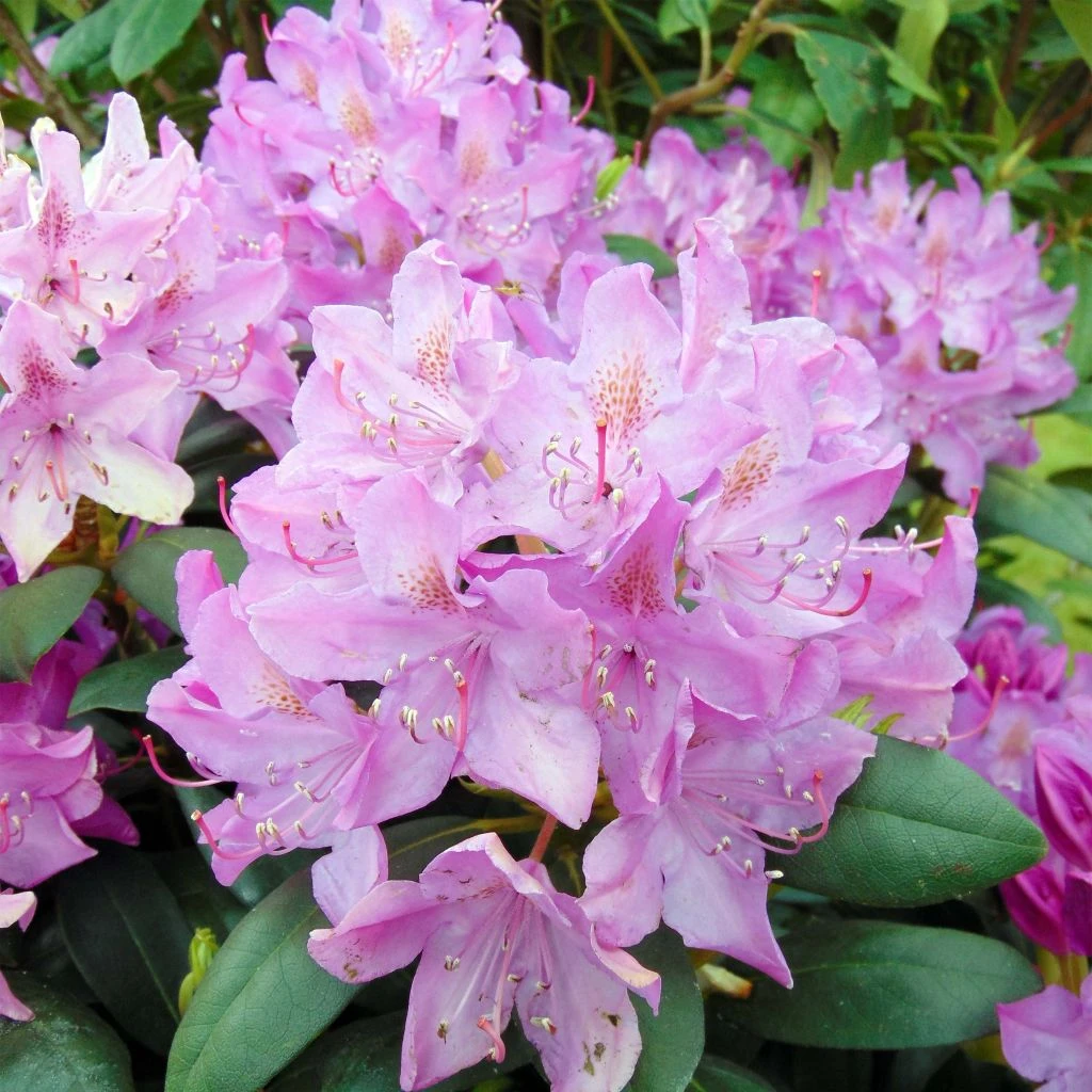Rhododendron Roseum Elegans - Grand rhododendron. Rhododendron Roseum Elegans - Grand Rhododendron. -Graines Fleurs Boutique Rhododendron Roseum Elegans 84270 1