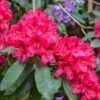 Rhododendron Hybride Lord Roberts