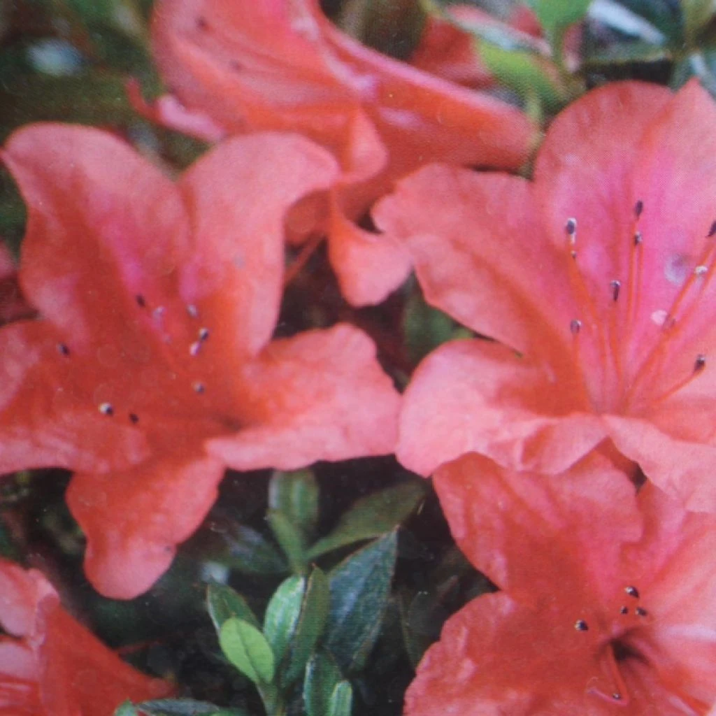 Azalée du Japon Nakaharai Orange - Azalea japonica Azalée Du Japon Nakaharai Orange - Azalea Japonica -Graines Fleurs Boutique Rhododendron nakahara Orange 781702 2