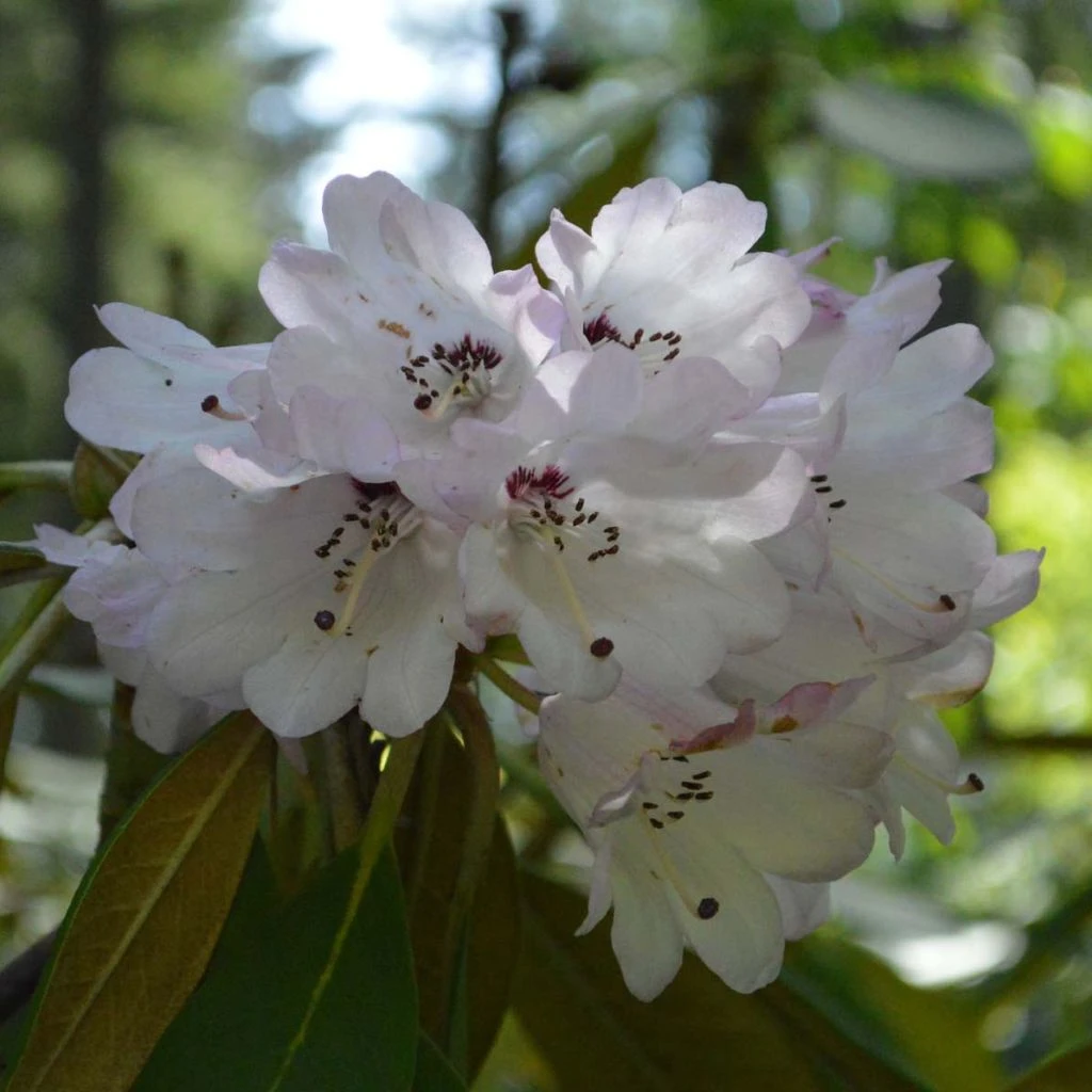 Rhododendron rex - Grand rhododendron Rhododendron Rex - Grand Rhododendron -Graines Fleurs Boutique Rhododendron rex 85234 1