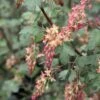 Ribes Gordonianum - Groseillier De Gordon