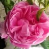 Rosier Ancien Fantin Latour