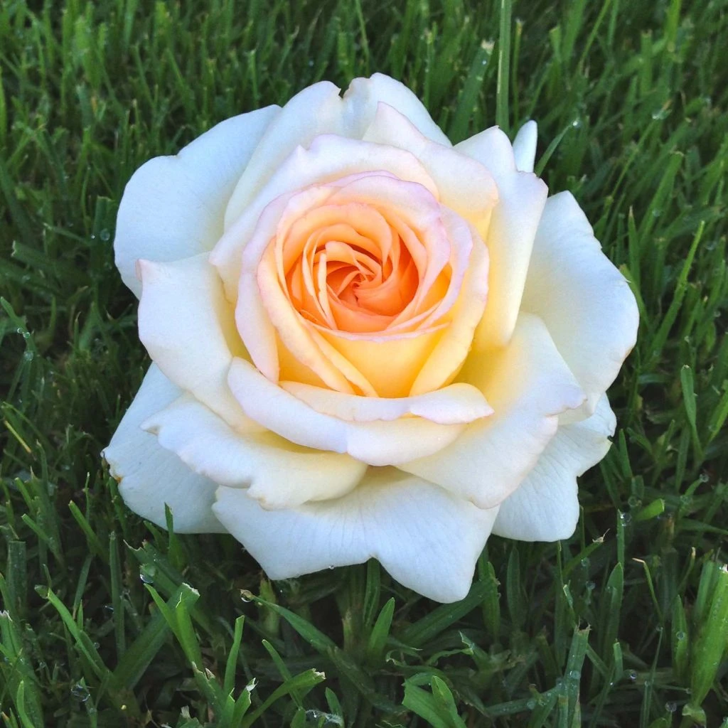 Rosier à grandes fleurs Anastasia Rosier à Grandes Fleurs Anastasia -Graines Fleurs Boutique Rosier a grandes fleurs Anastasia 85507 1