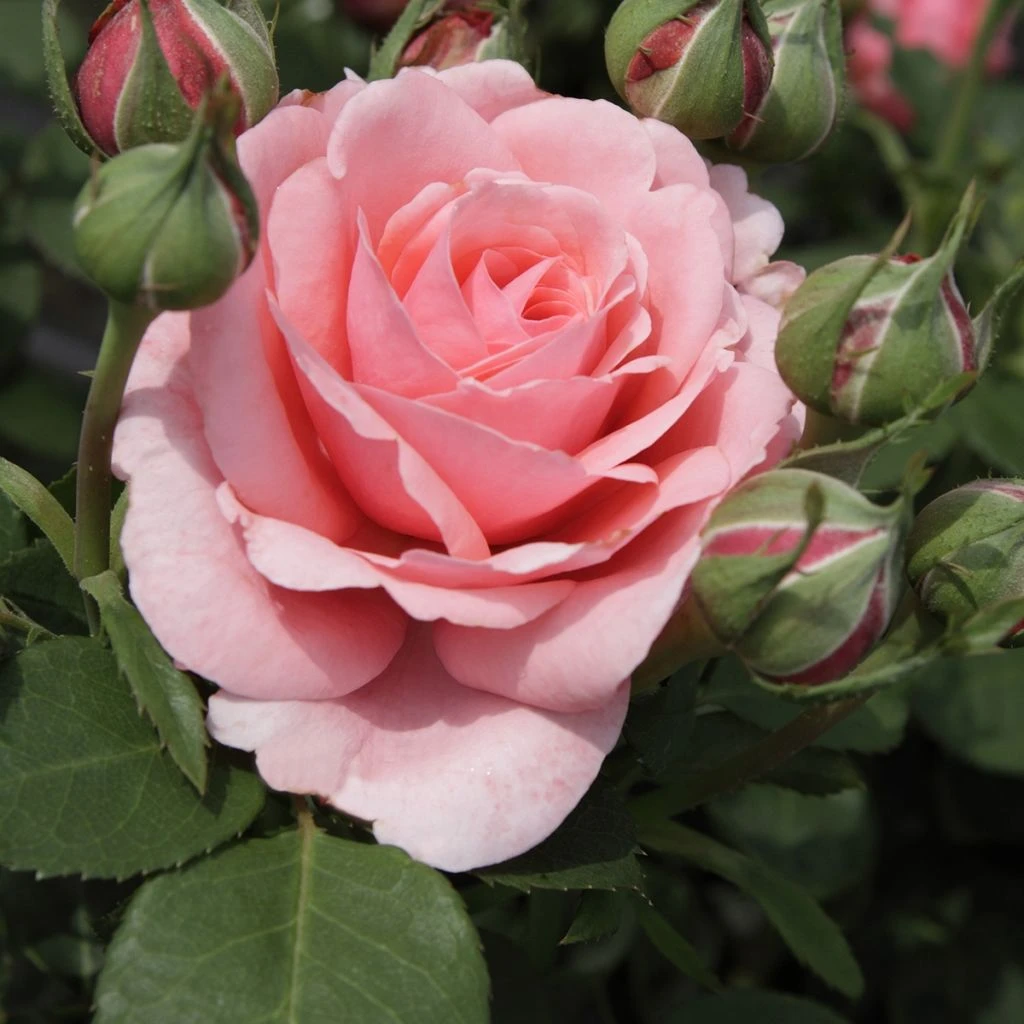 Rosier à grandes fleurs Elaine Paige Rosier à Grandes Fleurs Elaine Paige -Graines Fleurs Boutique Rosier a grandes fleurs Elaine Paige source Verchuren 15399 1