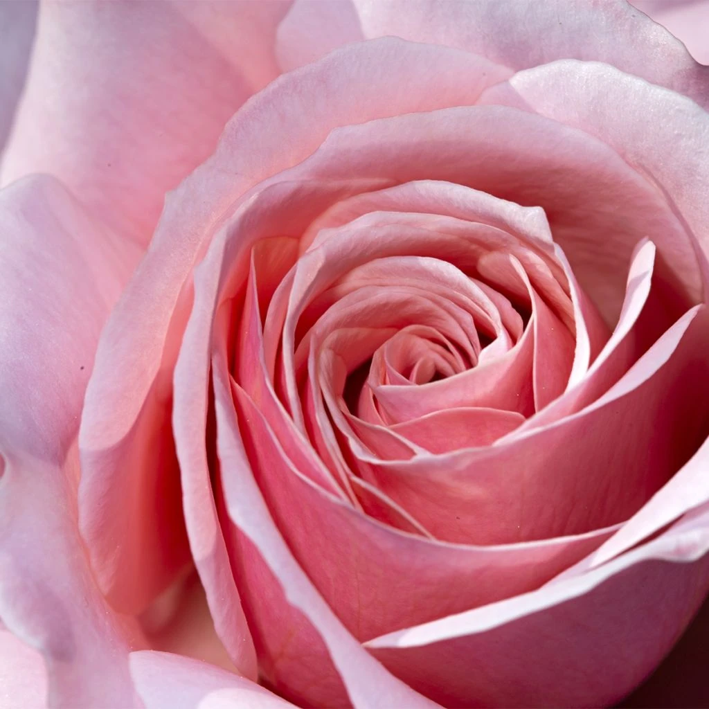 Rosier à grandes fleurs Pierre de Luxembourg Rosier à Grandes Fleurs Pierre De Luxembourg -Graines Fleurs Boutique Rosier a grandes fleurs Pierre de Luxembourg copyright 16460 1