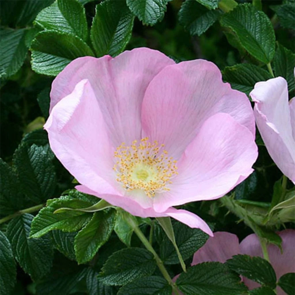 Rosier rugosa Frau Dagmar Hastrup Rosier Rugosa Frau Dagmar Hastrup -Graines Fleurs Boutique Rosier ancien Frau Dagmar Hastrup 71328 1