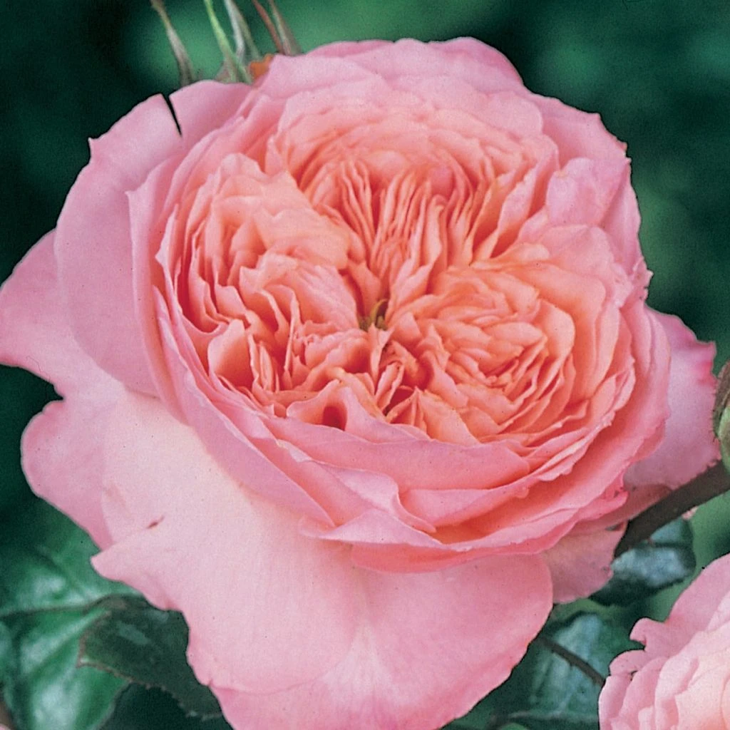 Rosier anglais English Legend Rose de Cornouaille Rosier Anglais English Legend Rose De Cornouaille -Graines Fleurs Boutique Rosier anglais English Legend Rose de Cornouaille source Chastel pepiniere 15422 1