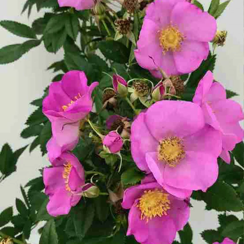 Rosier rugosa Jam-a-licious Rosier Rugosa Jam-a-licious -Graines Fleurs Boutique Rosier rugosa Jam a licious copyright IF 17938 1