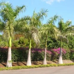 Roystonea Regia - Palmier Royal De Cuba