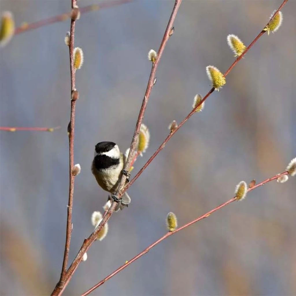Saule - Salix acutifolia Blue Streak Saule - Salix Acutifolia Blue Streak -Graines Fleurs Boutique Salix acutifolia Blue Streak 84297 1