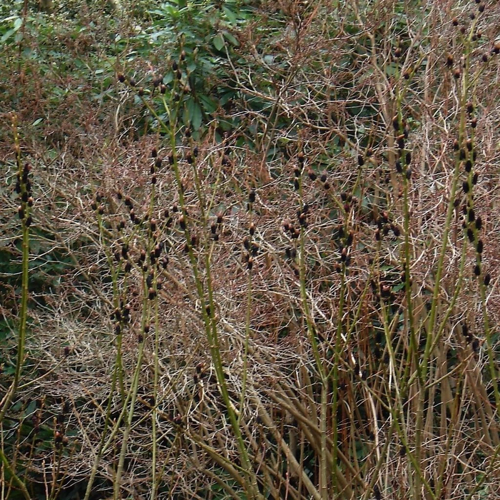 Saule Griffe de Loup - Salix gracilistyla Saule Griffe De Loup - Salix Gracilistyla -Graines Fleurs Boutique Salix gracilistyla melanostachys Kurome 781662 1