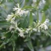 Sarcococca Dragon's Gate