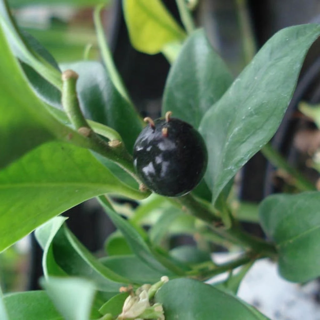 Sarcococca confusa Sarcococca Confusa -Graines Fleurs Boutique Sarcococca confusa 7964 1