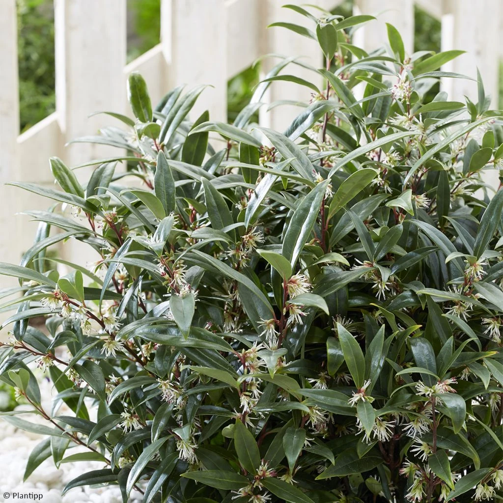 Sarcococca hookeriana Purple Gem Sarcococca Hookeriana Purple Gem -Graines Fleurs Boutique Sarcococca hookeriana Purple Gem copyright 17258 1